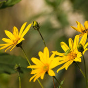 Herbaceous Perennial Arnica Seeds