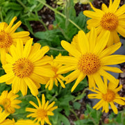 Montana Arnica Seeds