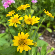 Drought Tolerant Arnica Seeds