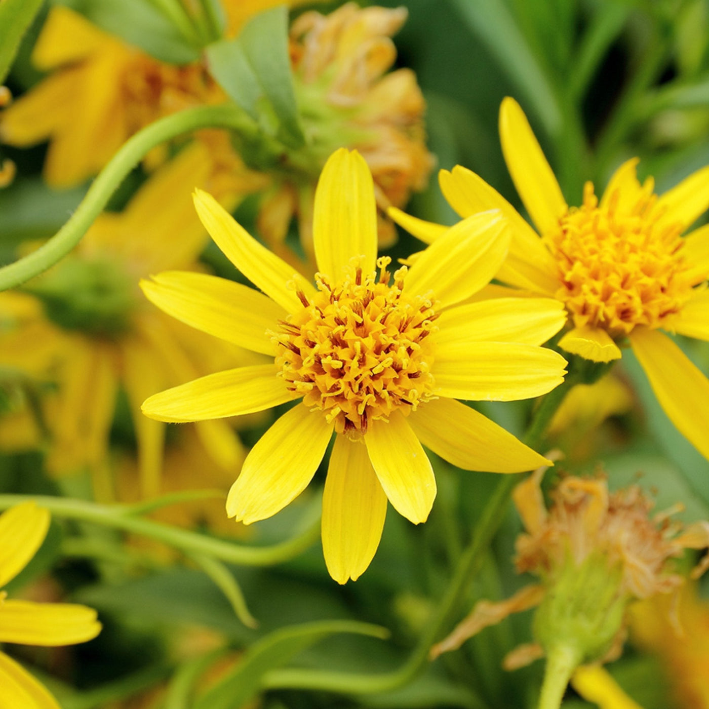 Herbaceous Perennial Arnica Seeds