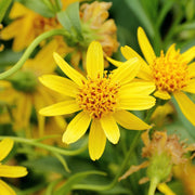 Herbaceous Perennial Arnica Seeds