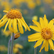 Montana Arnica Seeds