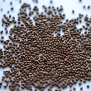 Aromatic Clary Sage Seeds