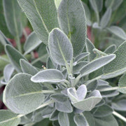 Aromatic Sage Seeds - Herbal Plant
