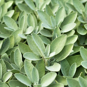 Aromatic Sage Seeds - Herbal Seeds