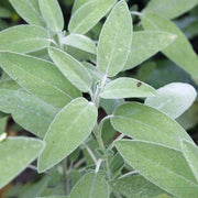 Aromatic Sage Seeds - Herbal Plant