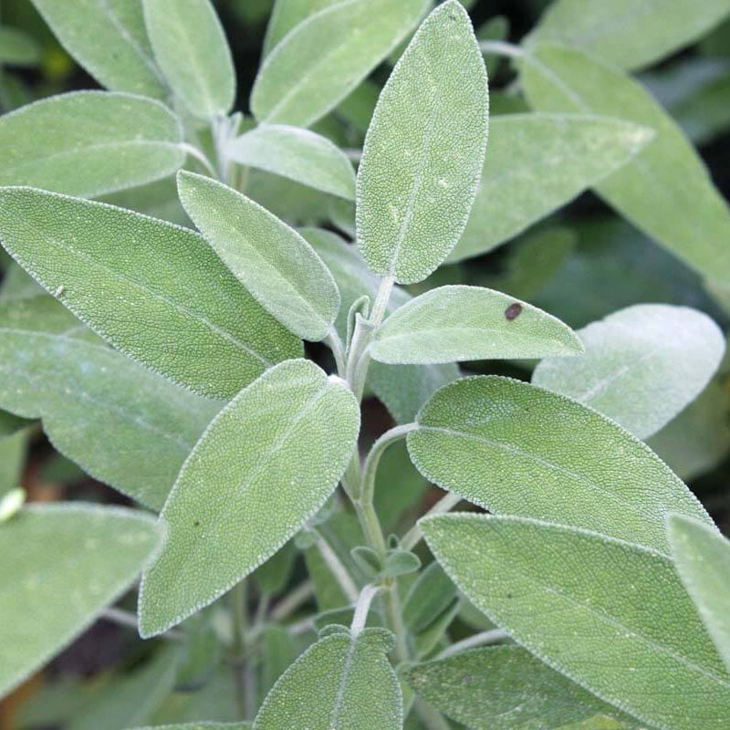 Aromatic Sage Seeds - Herbal Seeds