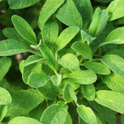 Aromatic Sage Seeds - Herbal Plant