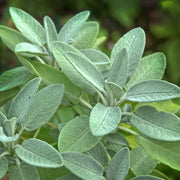 Aromatic Sage Seeds - Herbal Seeds