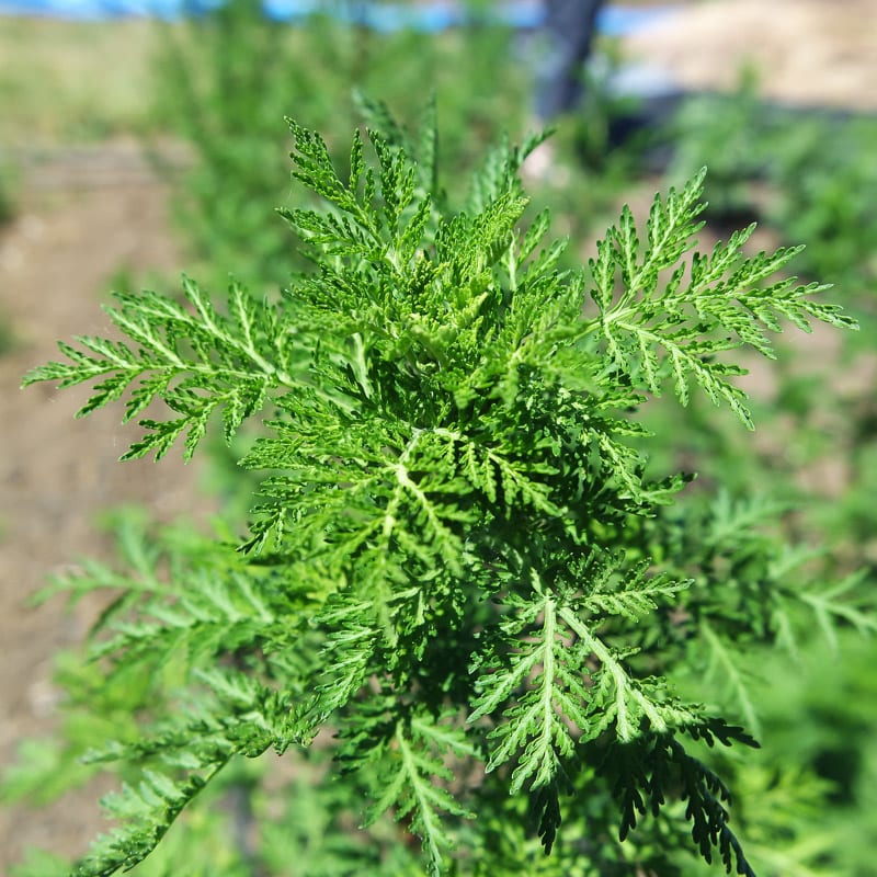 Sweet Wormwood Artemisia Annua Seeds, Herbal