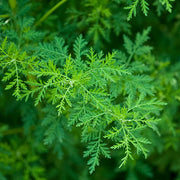 Sweet Wormwood Artemisia Annua Seeds, Herbal
