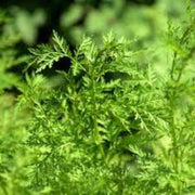 Sweet Wormwood Artemisia Annua Seeds, Herbal