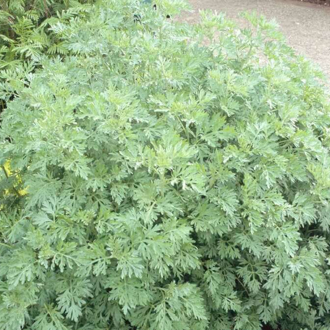 Wormwood Artemisia Seeds, Herbal