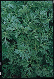 Wormwood Artemisia Seeds, Herbal