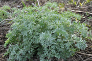 Wormwood Artemisia Seeds, Herbal