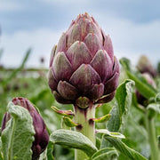 Artichoke Seeds - All In One For Home Gardens
