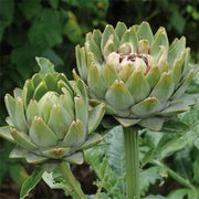 Artichoke Seeds - All In One For Home Gardens