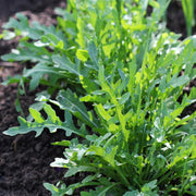 Rocket Salad Arugula Seeds