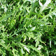 Rocket Salad Arugula Seeds