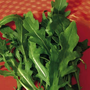 Roquette Arugula Seeds