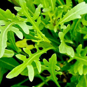 Rucola Coltivata Arugula Seeds