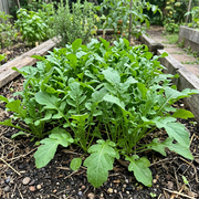 Arugula Seeds – Eruca vesicaria