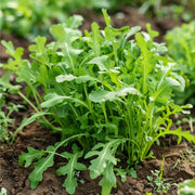 Rocket Salad Arugula Seeds