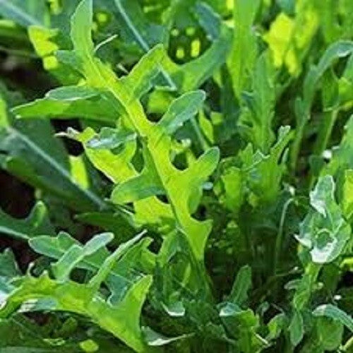 Rucola Coltivata Arugula Seeds
