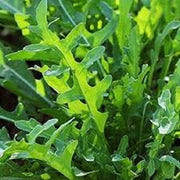 Rucola Coltivata Arugula Seeds