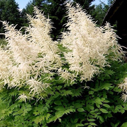 Aruncus Seeds - Herbal Seeds