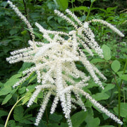 Cut Flower Aruncus Seeds, Herbal