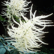 Cut Flower Aruncus Seeds, Herbal