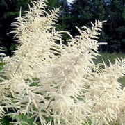 White Seasonal Aruncus Dioicus Seeds, Herbal