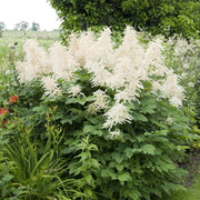 White Seasonal Aruncus Dioicus Seeds, Herbal