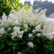 White Seasonal Aruncus Dioicus Seeds, Herbal