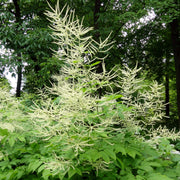 Elegant Garden Aruncus Seeds, Herbal