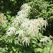 Elegant Garden Aruncus Seeds, Herbal