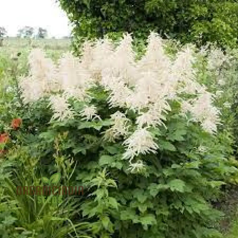 Aruncus Seeds - Herbal Seeds