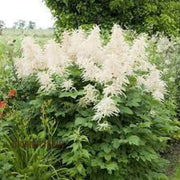 Aruncus Seeds - Herbal Seeds