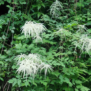 Aruncus Seeds - All In One For Home Gardens