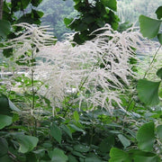 Aruncus Seeds - All In One For Home Gardens