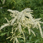 Aruncus Seeds - All In One For Home Gardens
