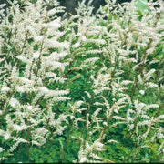 Aruncus Seeds - All In One For Home Gardens