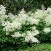 Aruncus Seeds - Herbal Seeds