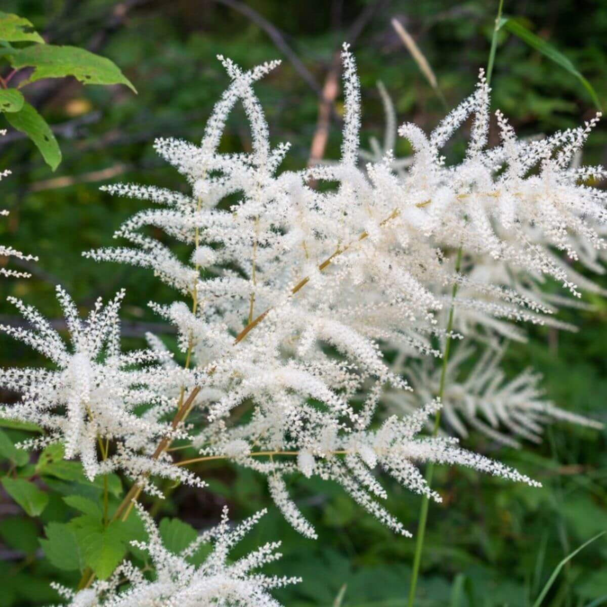 Cut Flower Aruncus Seeds, Herbal