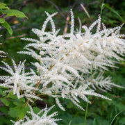 Cut Flower Aruncus Seeds, Herbal