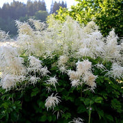 Elegant Garden Aruncus Seeds, Herbal