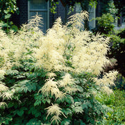 Aruncus Seeds - Herbal Seeds
