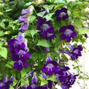 Blue Gloxinia Asarina Seeds