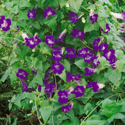 Blue Gloxinia Asarina Seeds
